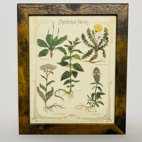 Medicinal Herbs Print